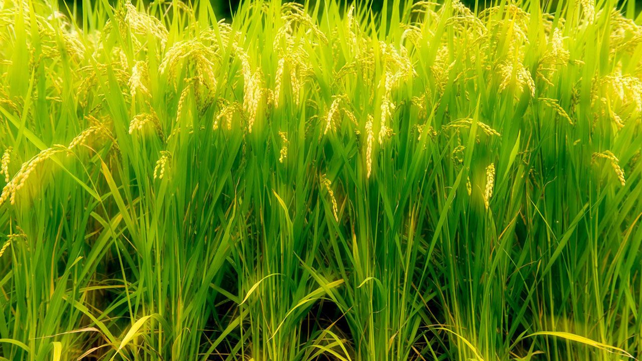 かまくらライド2025 イメージ